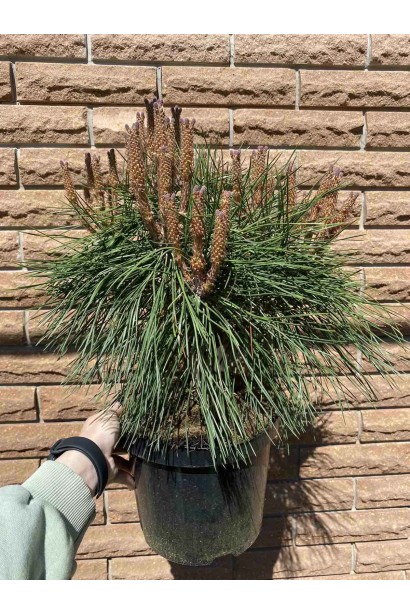 Сосна черная Брепо / Пьеррик Брегон - 4л/вис.30-40см/Ø20-30см